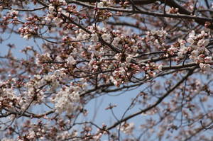 anderusenkouen sakura 018.jpg